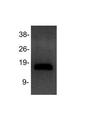 Western Blot: Histone H3 [Dimethyl Lys4] AntibodyBSA Free [NB21-1022]